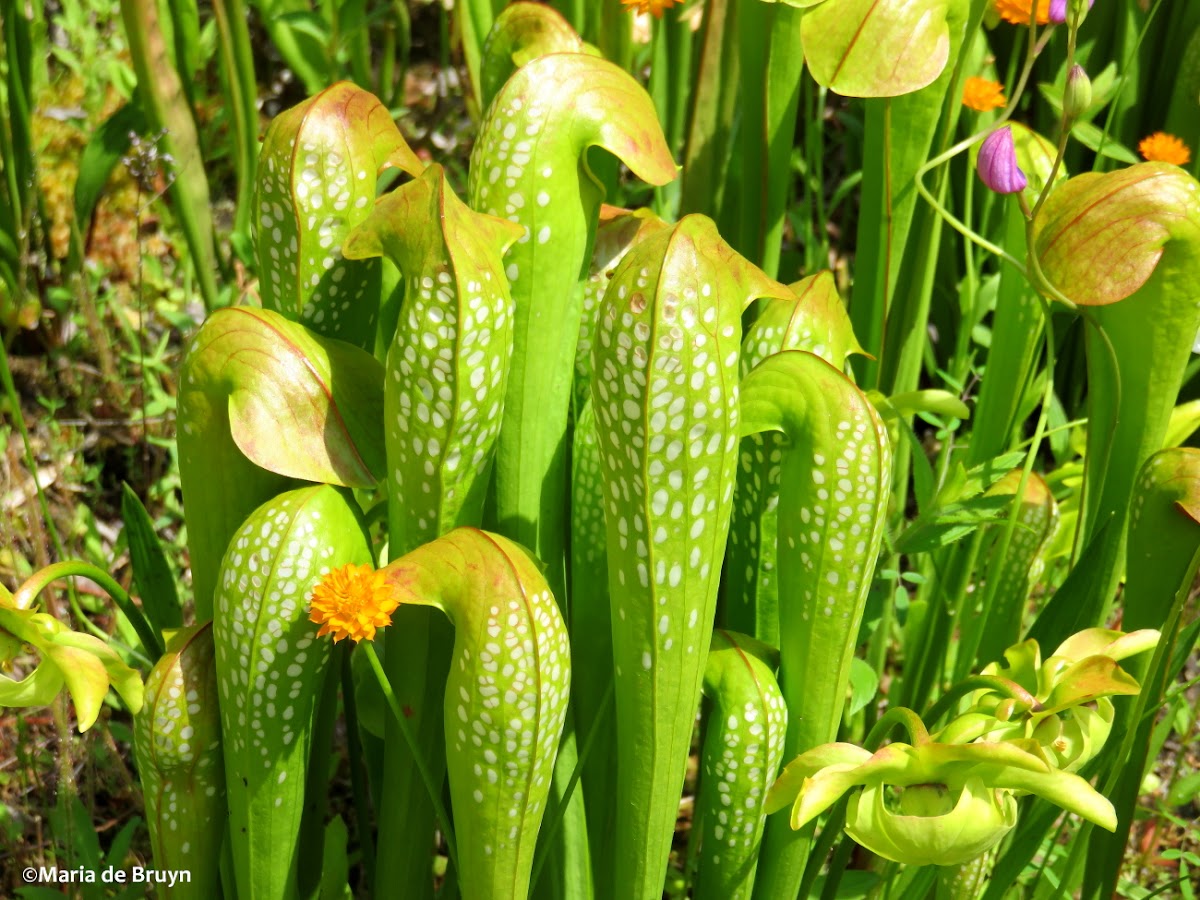 Okefenokee hooded pitcher plant