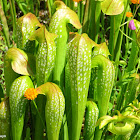 Okefenokee hooded pitcher plant