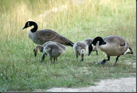 RoseLake_Geese3_June30