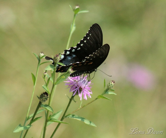 [RL_Black_Swallowtail[9].jpg]