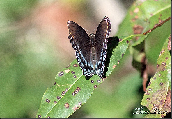 RNP_Butterfly4