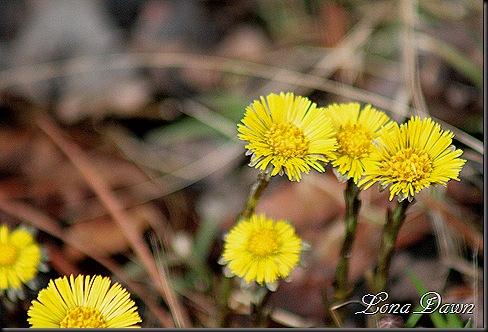 OMC_Coltsfoot3