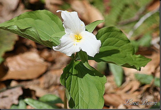 CH_Trillium