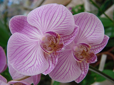 OrqLilas.jpg
