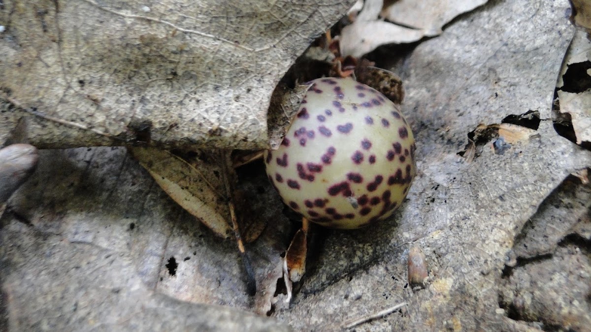 Oak gall