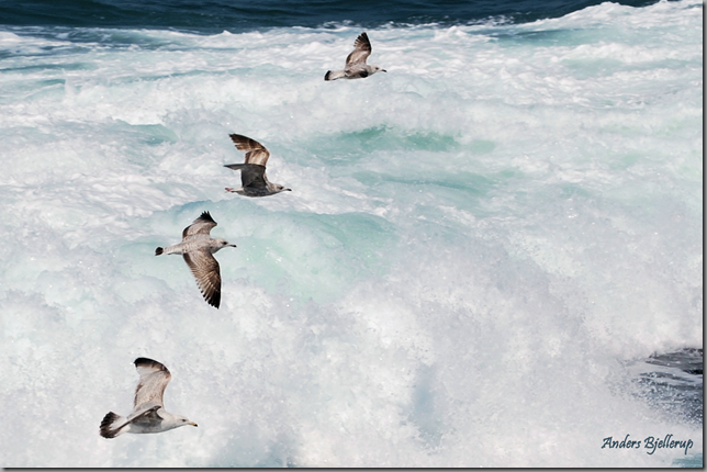 gulls above foaming sea