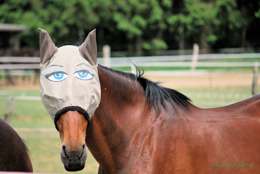 cool-horse3.png