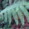 Lady Fern