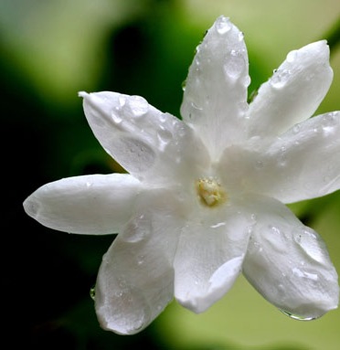 [jasmine[8].jpg]