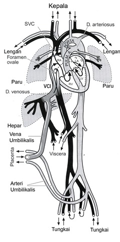 [Sistem Kardio Vaskular[5].jpg]