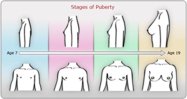[stages-puberty-female[14].jpg]