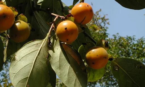 http://lh4.ggpht.com/_f3wO9u5_2e4/SnBVfMhz-XI/AAAAAAAAA5o/3Kp-pBtz-Aw/kesemek-diospyros_kaki.jpg