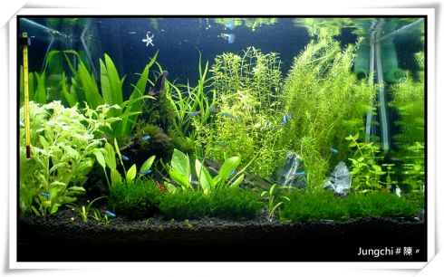 AQUA｜我的1.6尺缸