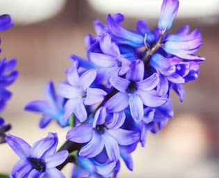 [hyacinths4.jpg]