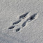 Squirrel Tracks in Snow