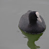 Eurasian Coot