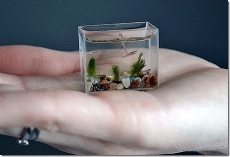 The World’s Smallest Aquarium Tank 2