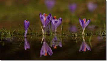 Amazing_Purple_Flowers_10