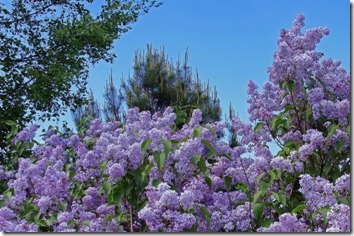 Amazing_Purple_Flowers_18