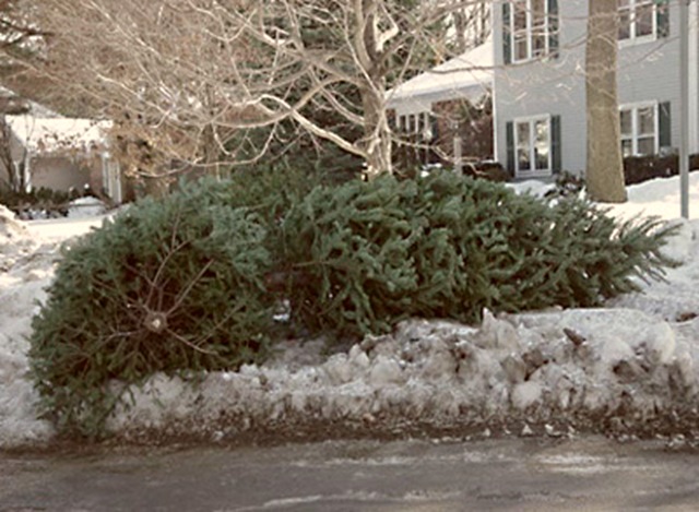 [discarded christmas trees[37].jpg]