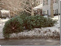 discarded christmas trees