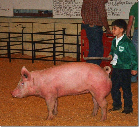 Fair Hog Show 033