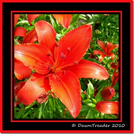 Red Lily Collage6-1-DawnTreader