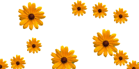 flor02.gif