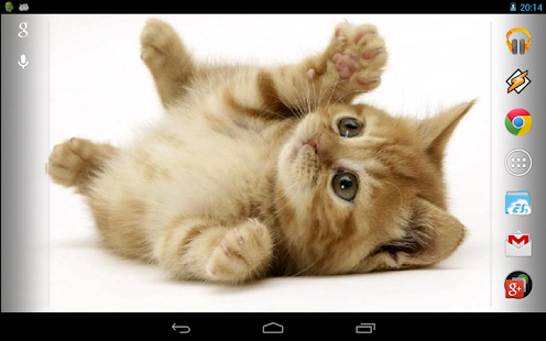 Playful ginger kitten