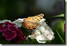 farfalle - biomimesi - lepidotteri