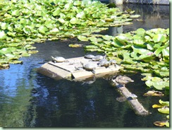 Turtles and Duck