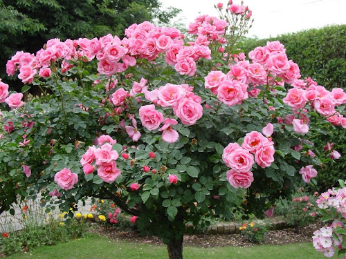 rosa.jpg