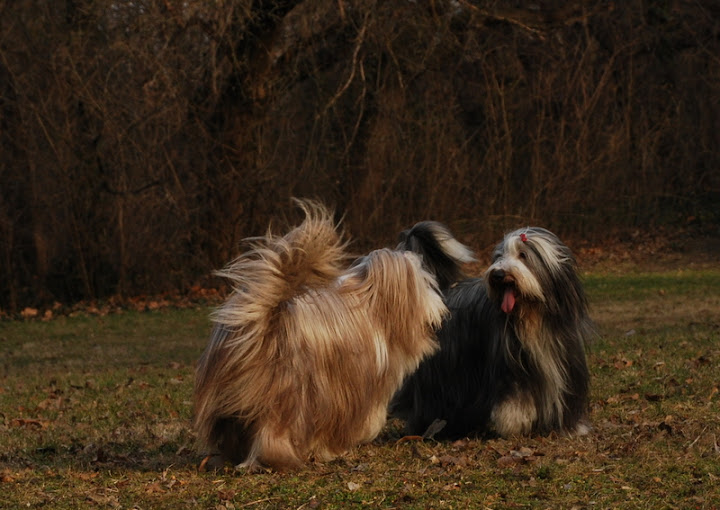 DSC_0234.JPG