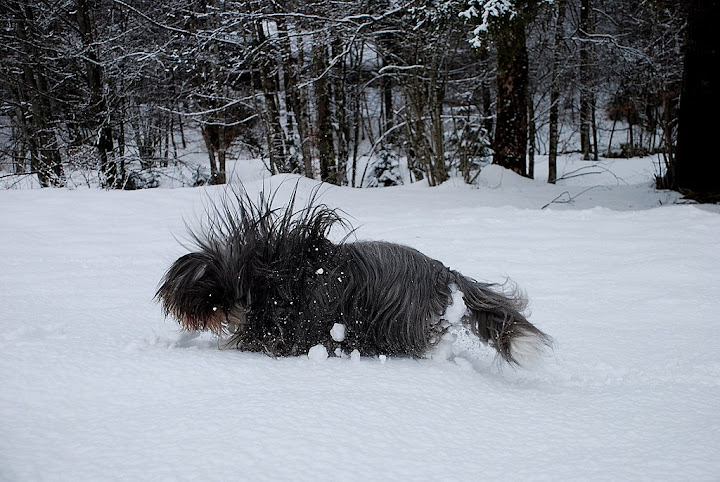 DSC_0115-Csipi-h%C3%B3.JPG