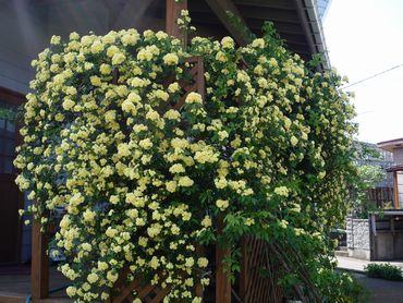 きれいなバラにはトゲがない 軽薄短笑 新潟県上越 妙高発