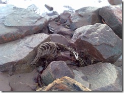 Dead Seal Skeleton on Carnoustie Beach