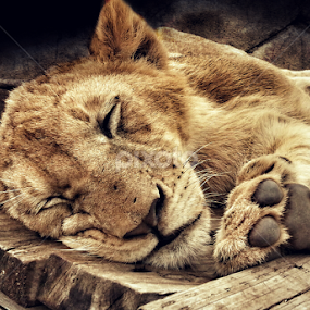 Lion Cub by Jackson Visser - Animals Lions, Tigers & Big Cats