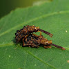 Leaf-mining Beetle