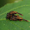Leaf-mining Beetle