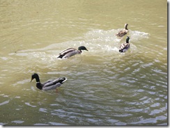 Ducks KOA 2011 (5)