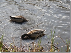 Ducks KOA 2011 (11)