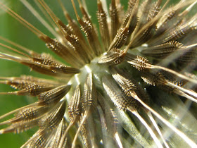 blog, bogarak, Budapest, fotók, fotók. pictures, képek, makró, virágok, nature, csodás, Alice in Wonderland, Pittypang, kertészek öröme, A gyermekláncfű, avagy pitypang szervezetünket salaktalanítja, tisztán tartja, mézet, és salátát készíthetünk belőle, és a gyerekek kedvenc játéka.