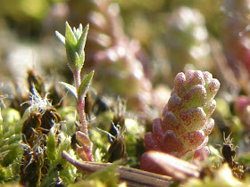 blog, bogarak, Budapest, fotók, fotók. pictures, képek, makró, virágok