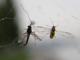 blog, bogarak, Budapest, fotók, fotók. pictures, képek, makró, virágok, Németh Sándor, Hit Gyülekezete, lelkipásztor