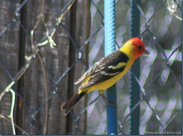 Western Tanager 640x394