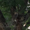 Great Horned Owl, Tiger Owl