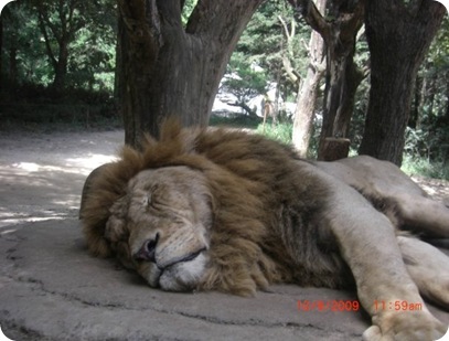 huge lion