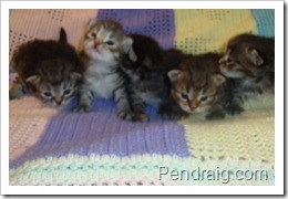 Image of Siberian kittens at two weeks old.