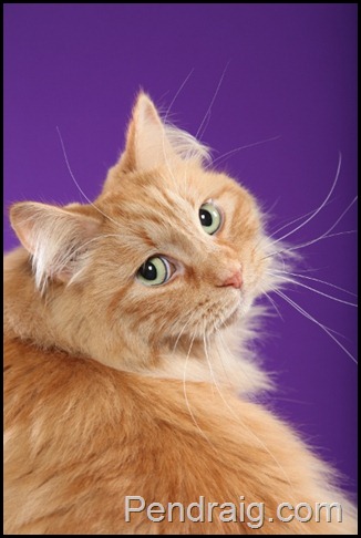 Image of red solid Siberian cat with green eyes.