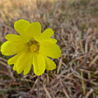 Yellow Butterwort